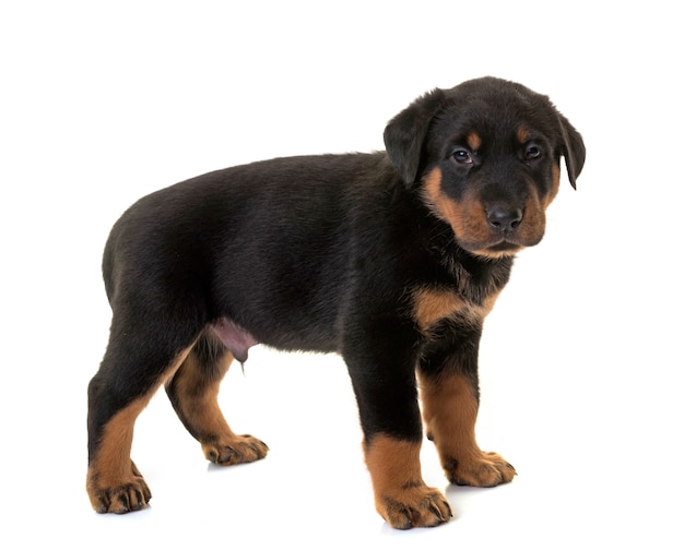 chiot beauceron