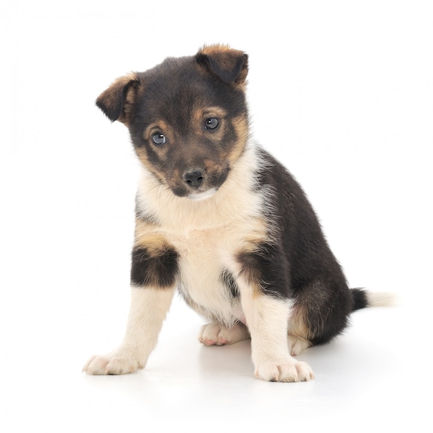 Chiot bébé sur fond blanc