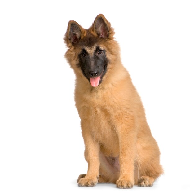 Chiot belge Tervuren