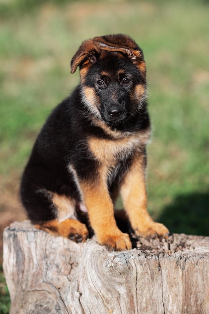 Chiot berger allemand de 2 mois assis sur la souche