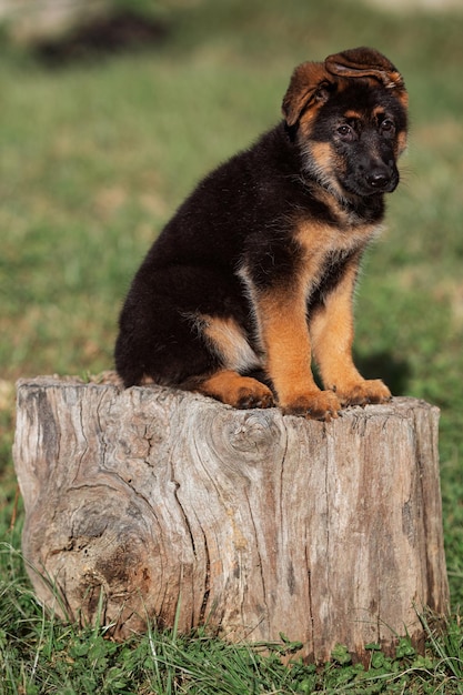 Chiot berger allemand de 2 mois marchant dehors