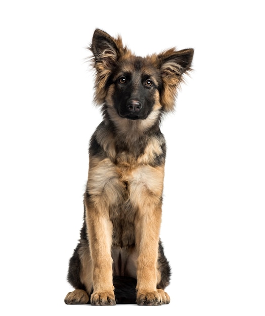 Chiot berger allemand assis, isolé sur blanc