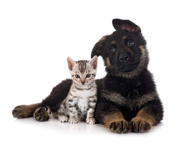 Chiot berger allemand et chaton devant fond blanc