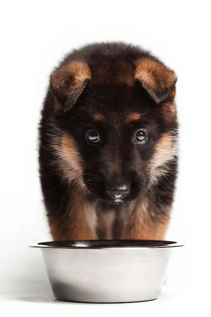 Le chiot berger allemand debout à côté du plat