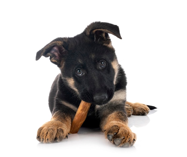 Chiot berger allemand devant fond blanc