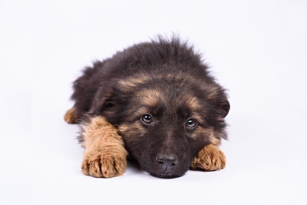 Un chiot berger allemand sur fond blanc