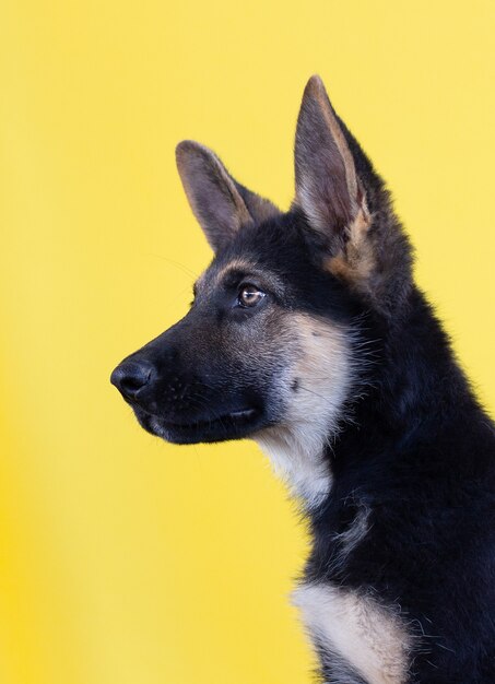 Le chiot berger allemand sur fond jaune