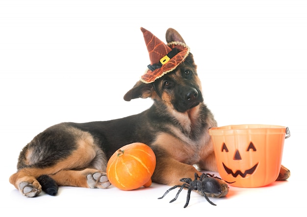 chiot berger allemand et halloween