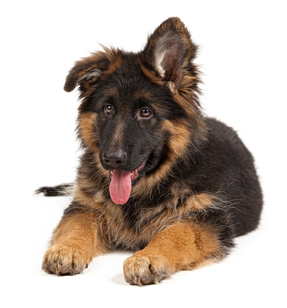 Chiot berger allemand isolé sur blanc