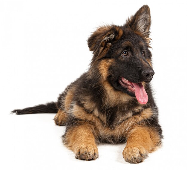 Chiot berger allemand isolé sur blanc