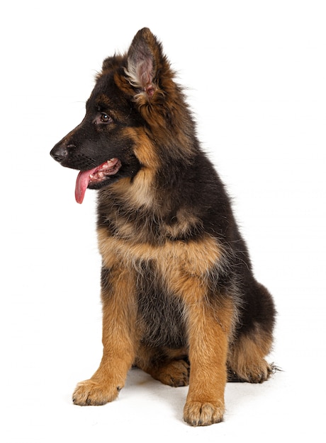 Chiot berger allemand isolé sur blanc