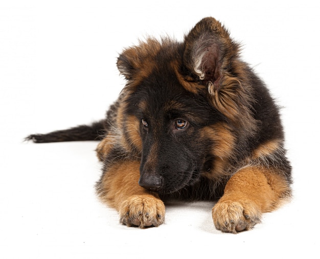 Chiot berger allemand isolé