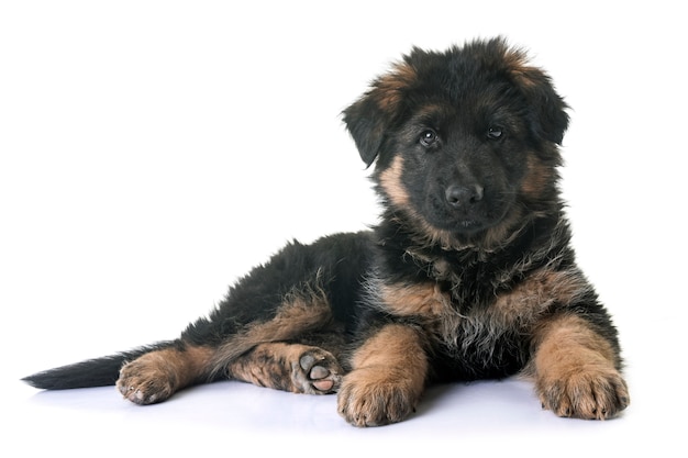 chiot berger allemand