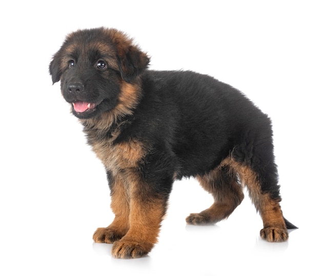 Chiot berger allemand