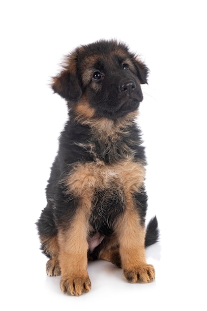 Chiot berger allemand