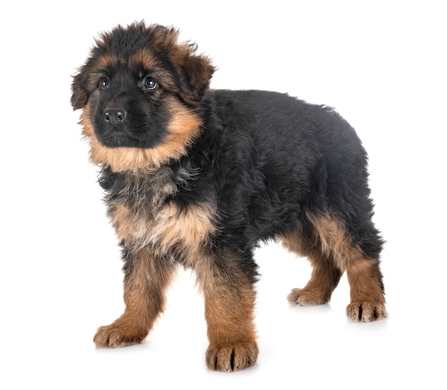 chiot berger allemand