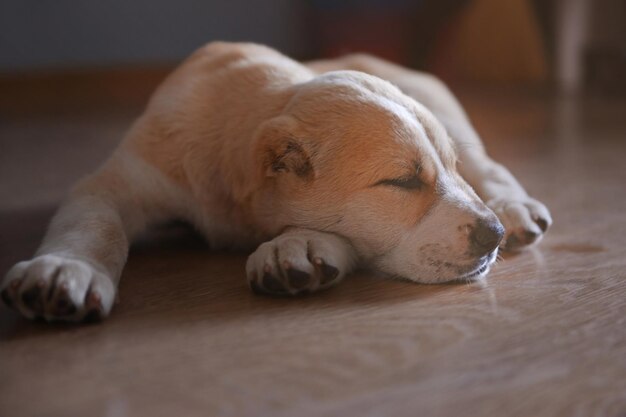 Chiot berger d'Asie centrale dormant sur le sol