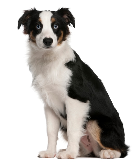 Chiot berger australien, 5 mois. Portrait de chien isolé