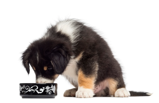 Chiot berger australien, assis et manger dans un bol sur fond blanc