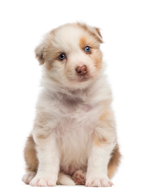 Chiot berger australien, assis et portrait sur fond blanc