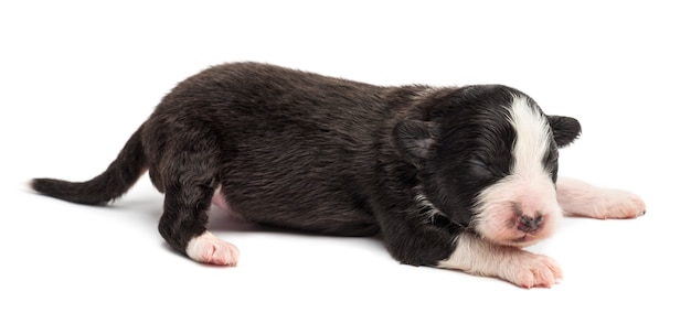 Chiot berger australien, couché sur fond blanc