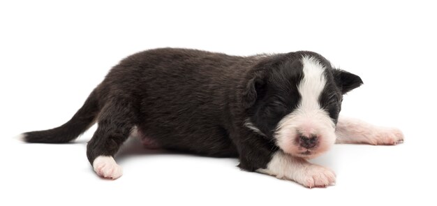 Chiot berger australien, couché sur fond blanc