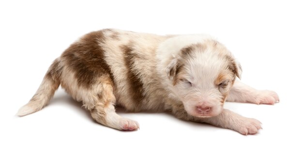 Chiot berger australien, couché sur fond blanc