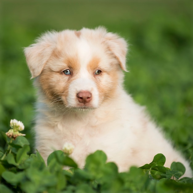 Photo chiot berger australien à l'extérieur