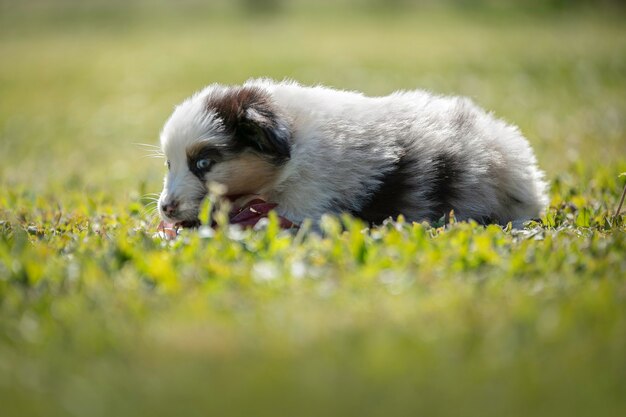 Chiot berger australien mignon dans l'herbe à l'extérieur