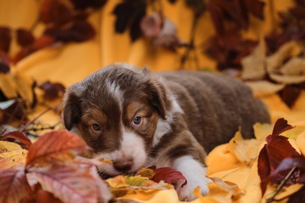 Le chiot de berger australien se trouve sur une couverture jaune parmi les feuilles tombées d'automne rouge vif