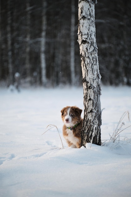 Chiot berger australien tricolore rouge se dresse dans la neige à côté de bouleau et se penche sur la distance