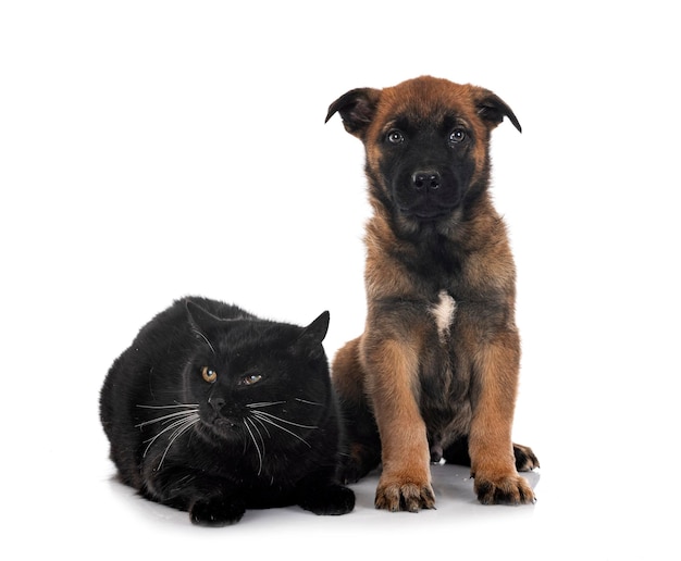 Chiot berger belge et chat devant fond blanc