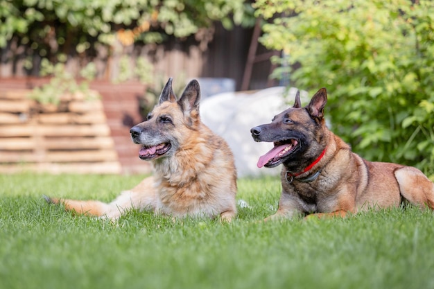 Chiot Berger Belge (Malinois) jouant dans l'arrière-cour. Chenil. Litière pour chien. Chiot sur le gr vert