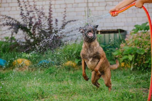 Chiot Berger Belge (Malinois) jouant dans l'arrière-cour. Chenil. Litière pour chien. Chiot sur le gr vert