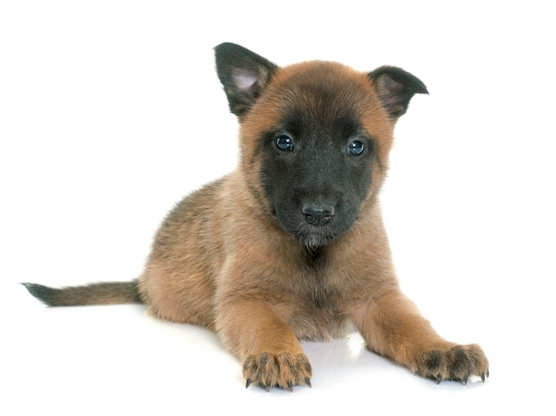 chiot berger belge malinois