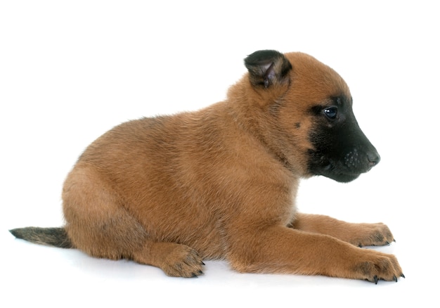 chiot berger belge malinois