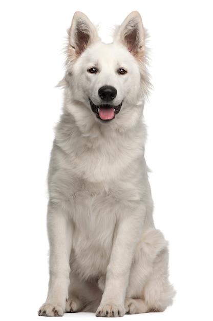 Chiot Berger Blanc Suisse, 6 mois, assis devant un mur blanc