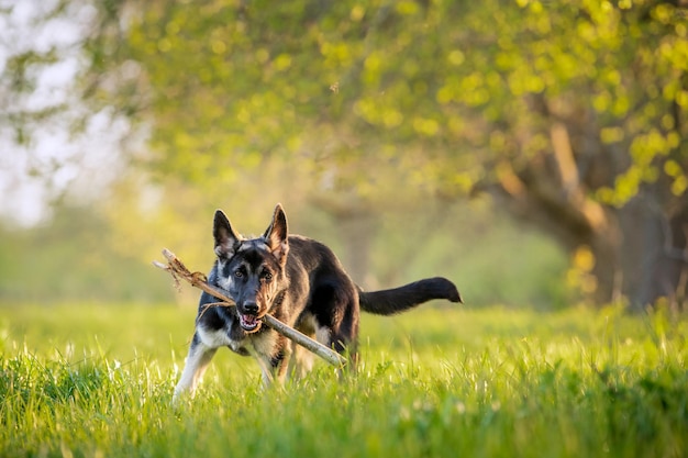 Le chiot berger d'Europe de l'Est court avec un bâton dans la forêt d'été