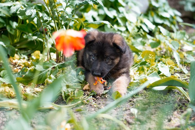 Chiot berger à l'extérieur à pied animal de compagnie sur l'herbe vertexA