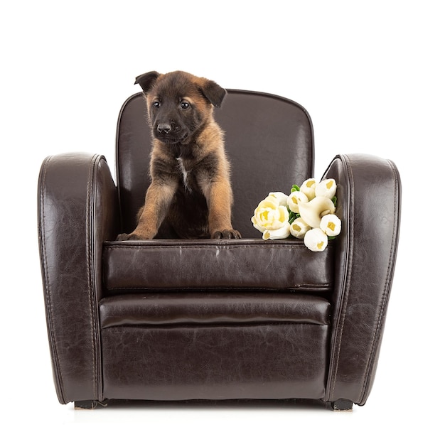 Chiot berger malinois de 25 mois assis sur un fauteuil club