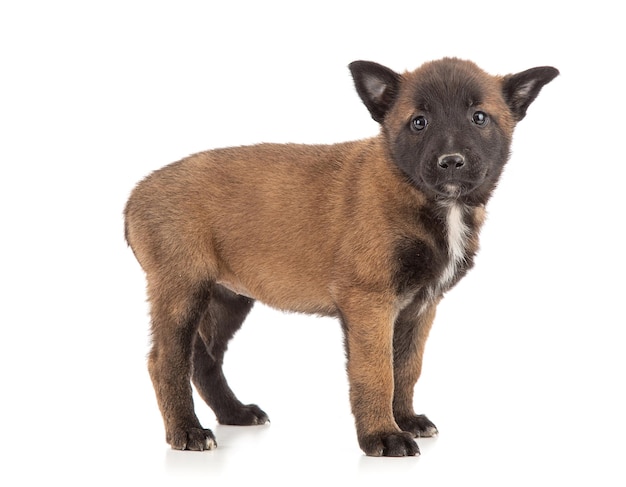 Chiot berger malinois de 25 mois