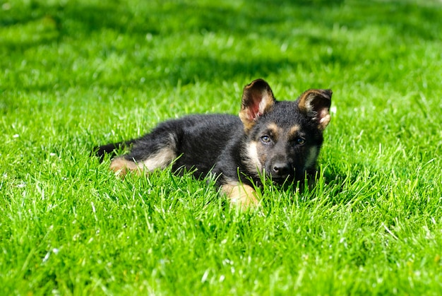 Chiot berger se trouvent sur l'herbe verte