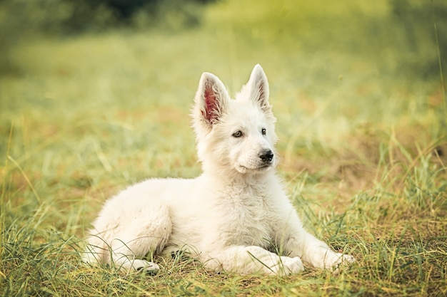 Chiot berger suisse dans l'herbe