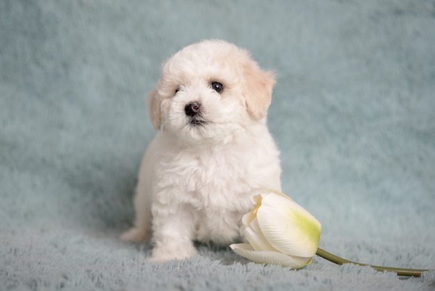 Chiot Bichon blanc sur fond bleu avec des fleurs.