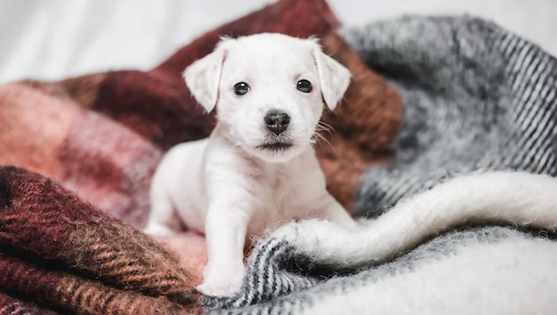 Chiot blanc sur la couverture.