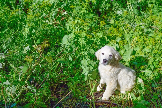 Chiot blanc dans un champ vert