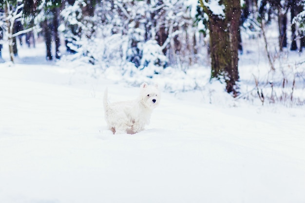 Chiot blanc marchant dans la neige