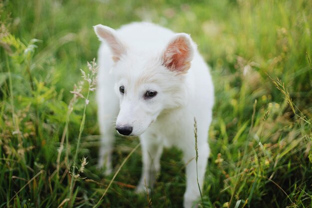 Chiot blanc mignon marchant dans l'herbe dans le parc d'été Adorable chiot moelleux explorant le monde debout dans la prairie d'été Concept d'adoption ami fidèle