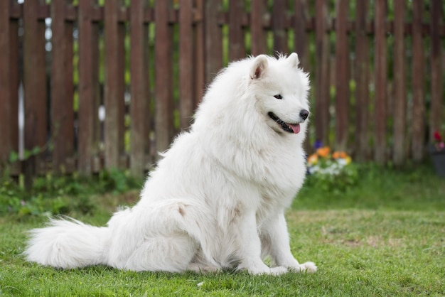 Un chiot blanc s'assoit sur l'herbe verte, un chien dans la nature, une promenade dans le parc.