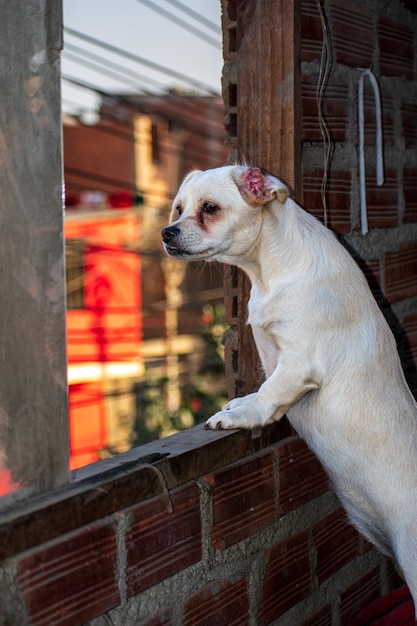 chiot blanc avec un visage triste regardant par la fenêtre